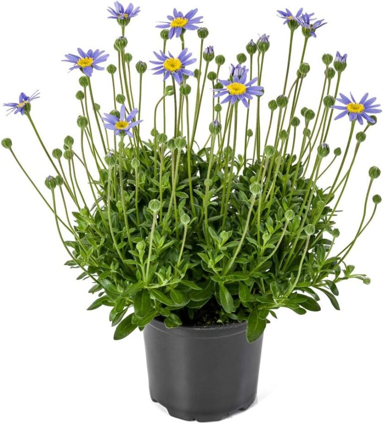 Felicia Felicitara Blue: Invierno, Plagas y Flor Cortada | Guía 2026