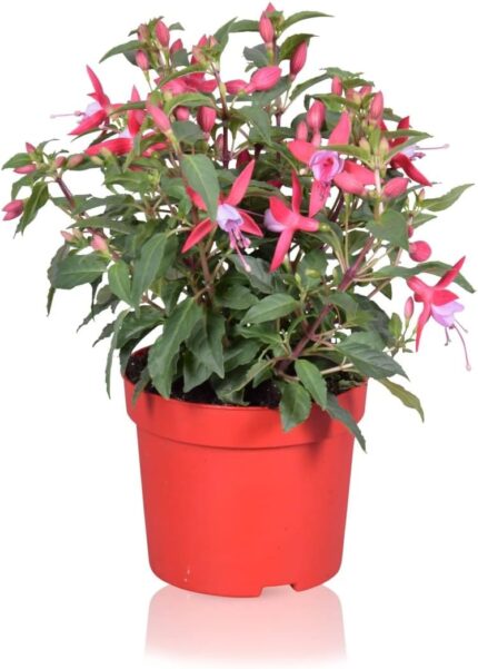 comprar plantas de fuchsia online