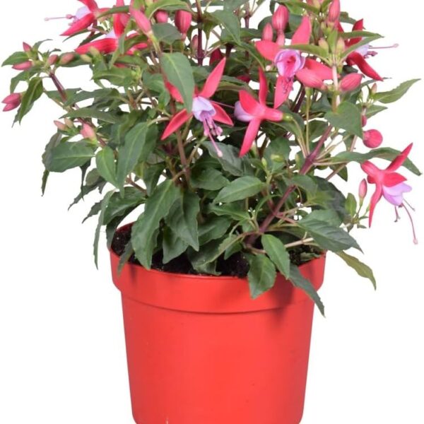 comprar plantas de fuchsia online