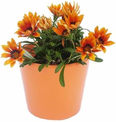 comprar plantas de gazania online