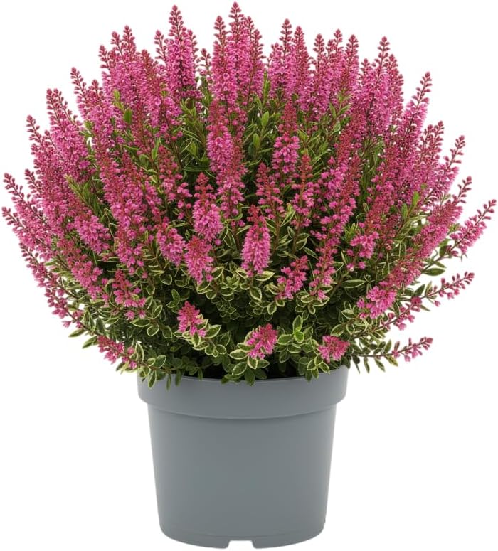 comprar plantas de hebe online