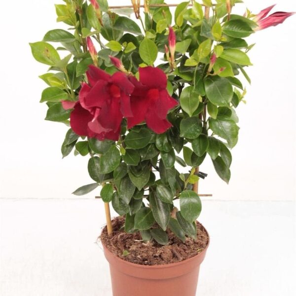 comprar plantas de mandevilla online