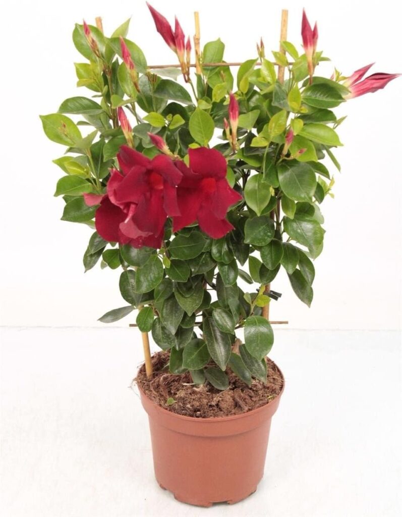 Mandevilla