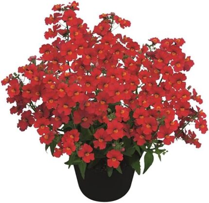 comprar plantas de nemesia online
