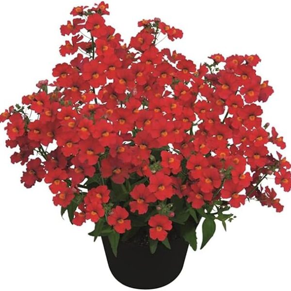 comprar plantas de nemesia online