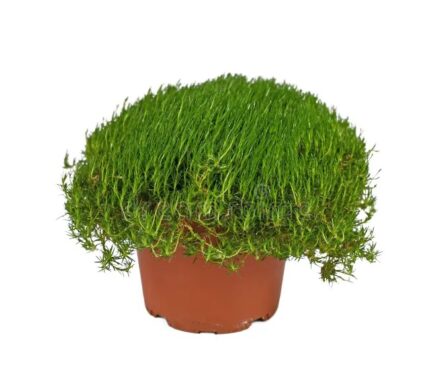 comprar plantas de sagina online