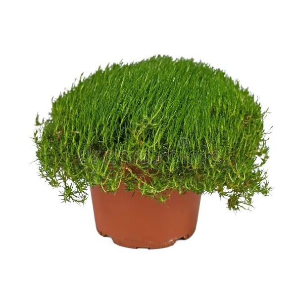 comprar plantas de sagina online