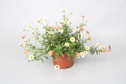 comprar plantas de erigeron online