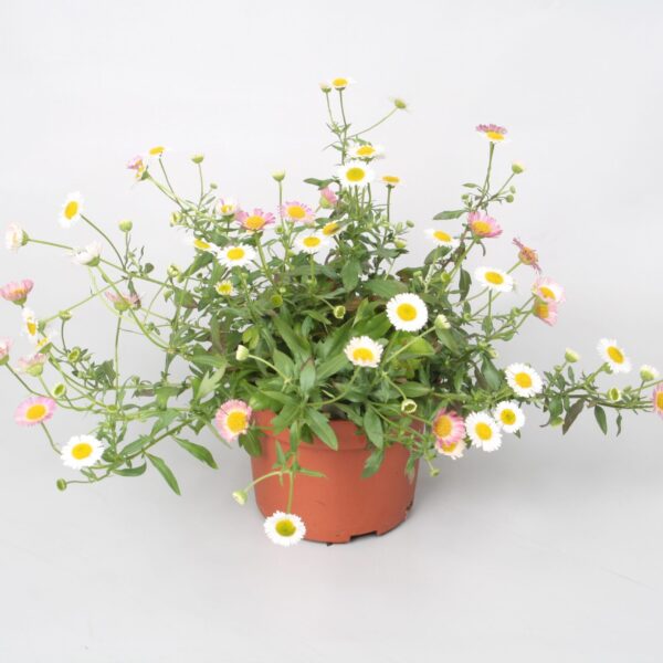 comprar plantas de erigeron online