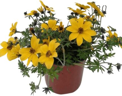 comprar plantas de bidens online