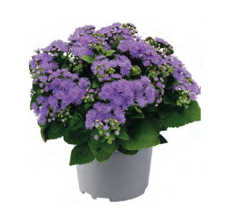 Ageratum