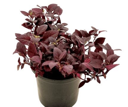 comprar plantas de Alternanthera online