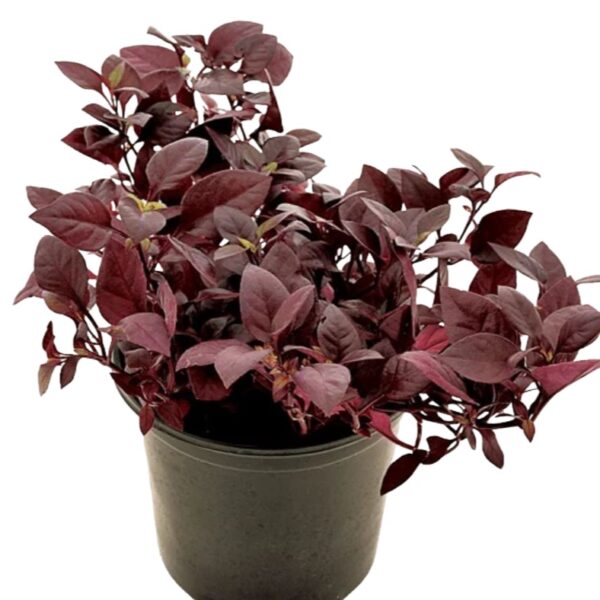 comprar plantas de Alternanthera online