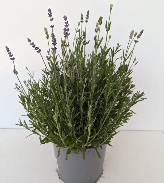 comprar plantas de Angelonia online