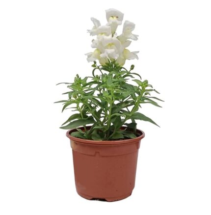 comprar plantas de Antirrhinum online