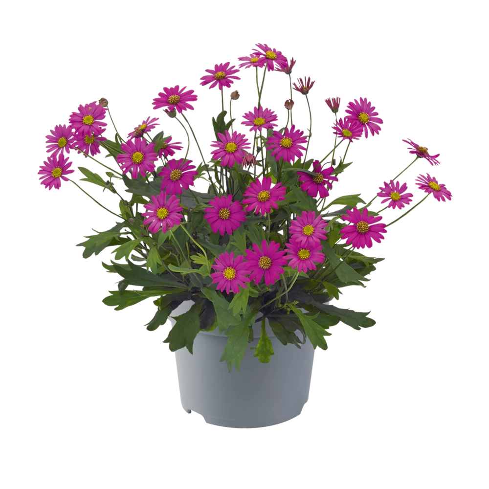 comprar plantas de Brachyscome online