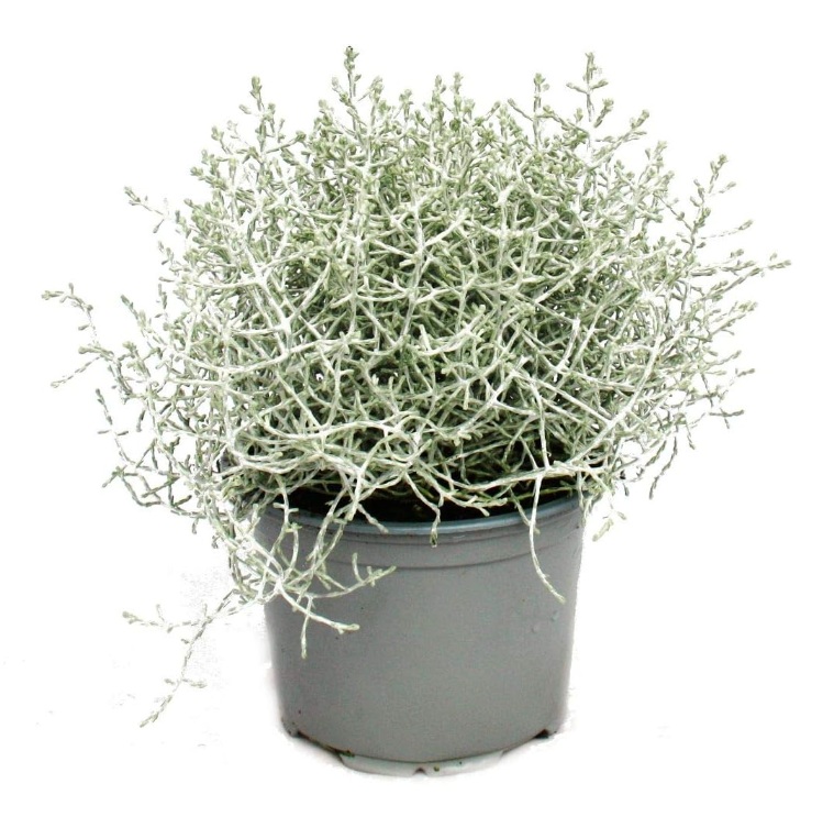comprar plantas de Calocephalus online