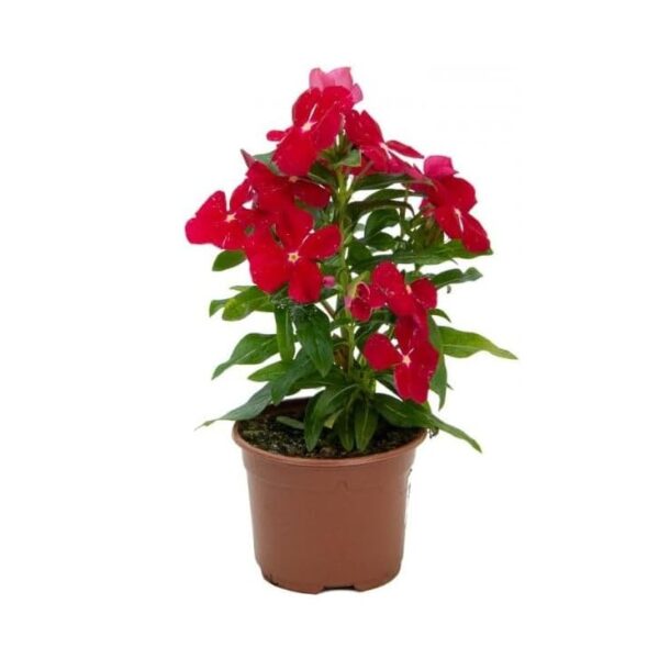 comprar plantas de Catharanthus online