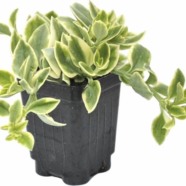 comprar plantas de Dorotheanthus online