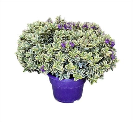 comprar plantas de Hebe Andersonii Variegado online