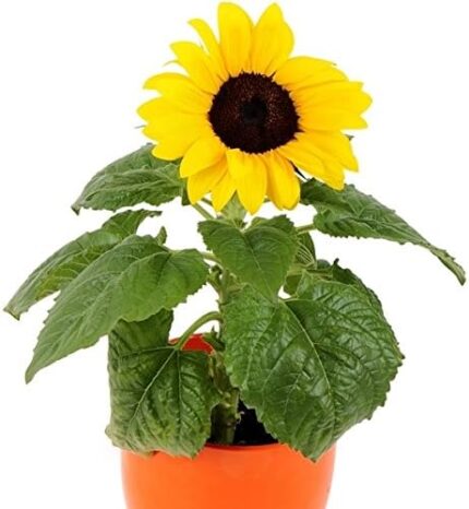 comprar plantas de Helianthus online