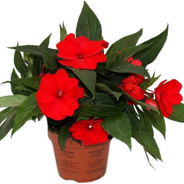 comprar plantas de Impatiens online