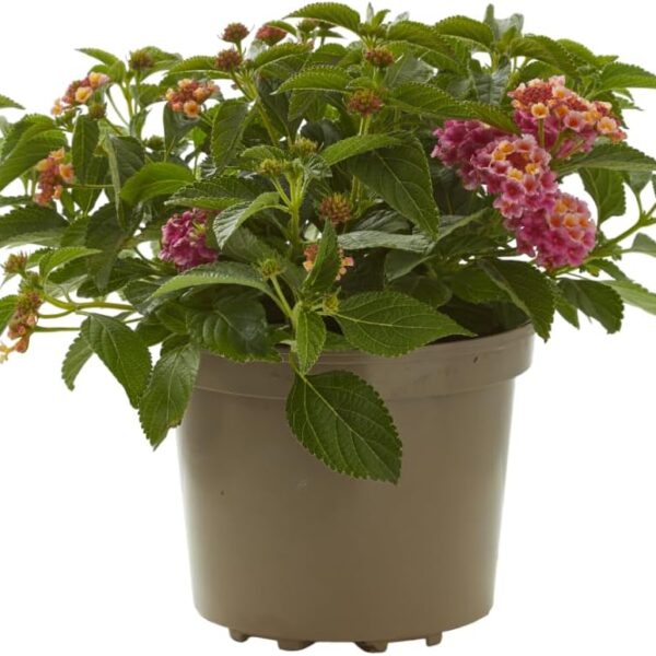 comprar plantas de Lantana online