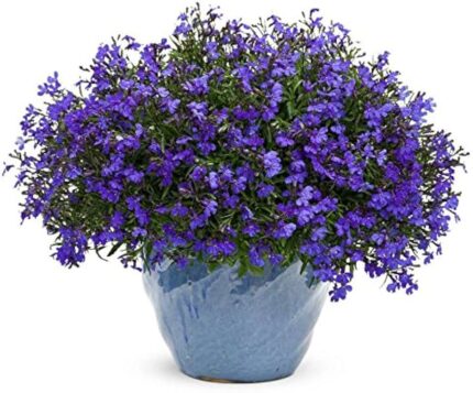 plagas y enfermedades en lobelia