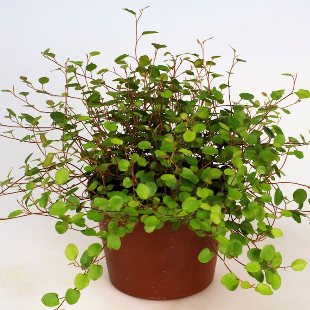 Muehlenbeckia Complexa Sealand Compact