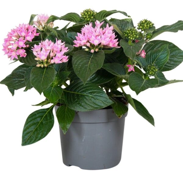 comprar plantas de Pentas online