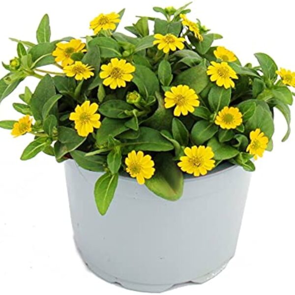 comprar plantas de Sanvitalia online