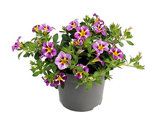 comprar plantas de calibrachoa online