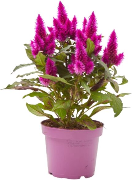 comprar plantas de celosia online