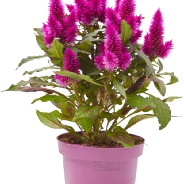 comprar plantas de celosia online