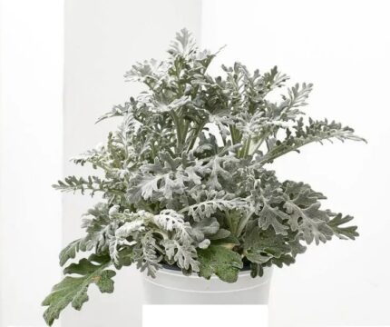 comprar plantas de cineraria maritima online