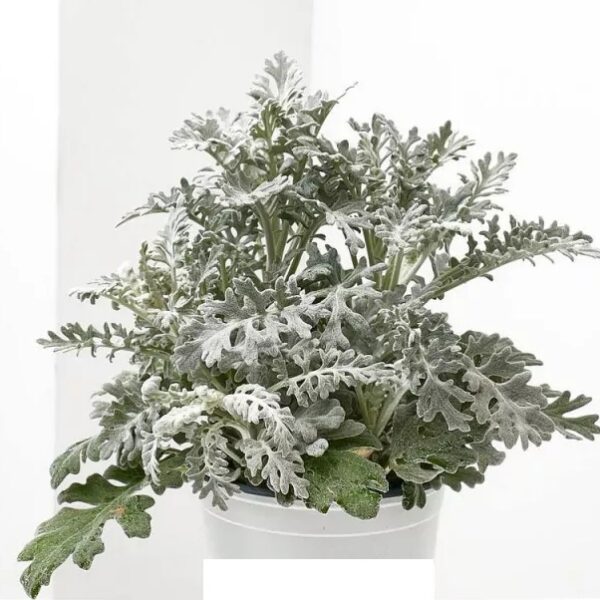 comprar plantas de cineraria maritima online