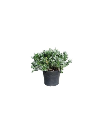 comprar plantas de CONVOLVULUS online