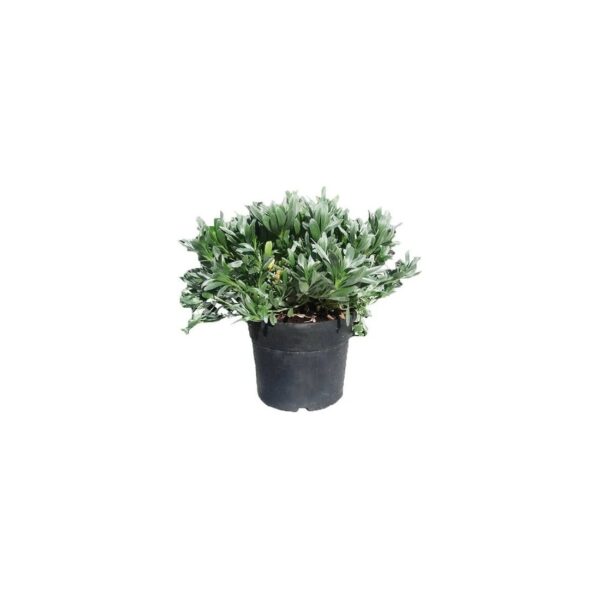 comprar plantas de CONVOLVULUS online