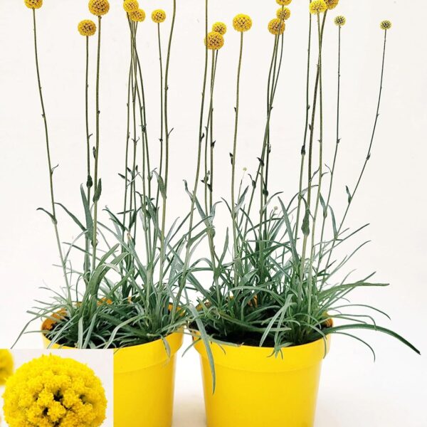 comprar plantas de craspedia online