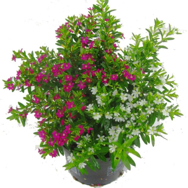 comprar plantas de cuphea online