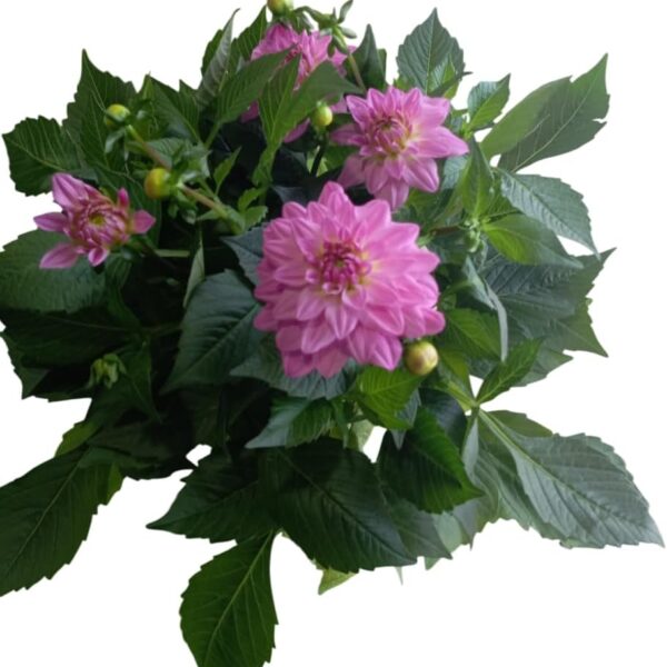 comprar plantas de dahlia online