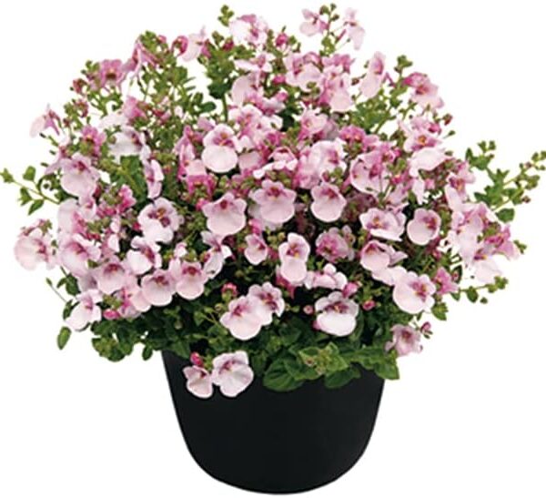 comprar plantas de diascia online
