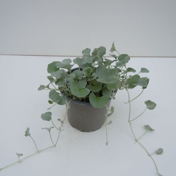 comprar plantas de dichondra online