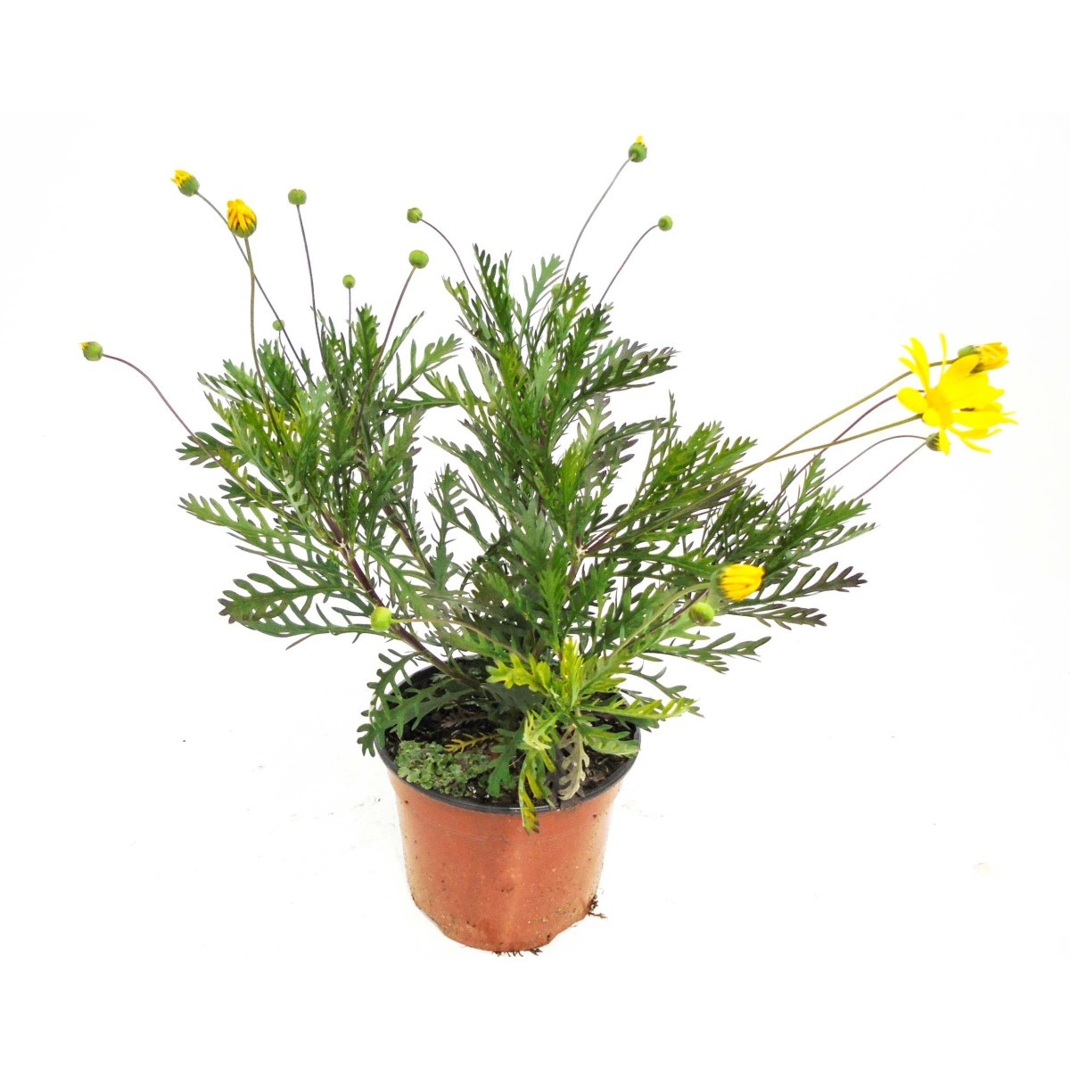 comprar plantas de Euryops online