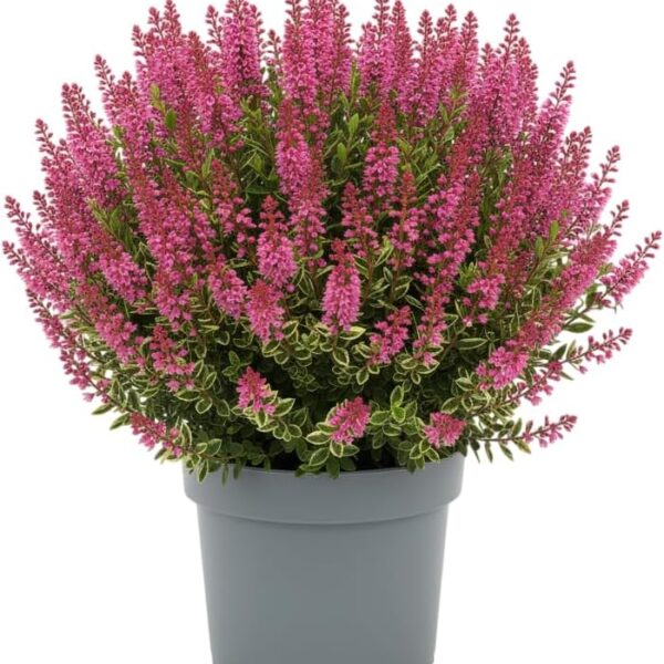 comprar plantas de hebe online