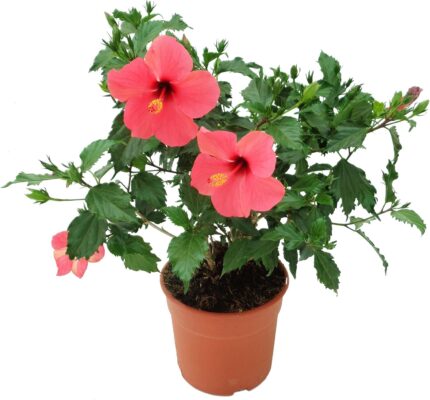 comprar plantas de hibiscus online