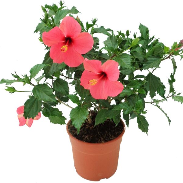 comprar plantas de hibiscus online