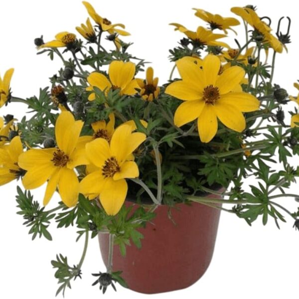 comprar plantas de bidens online