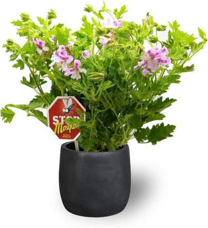 comprar plantas de Geranio Antimosquitos online