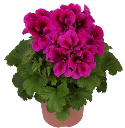 comprar plantas de Geranio Pensamiento online